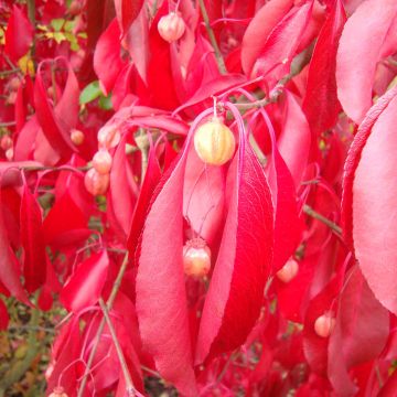 Euonymus grandiflorus Red Wine