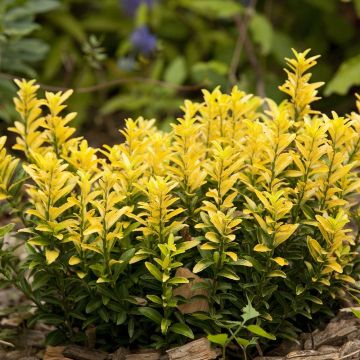 Fusaria giapponese Happiness