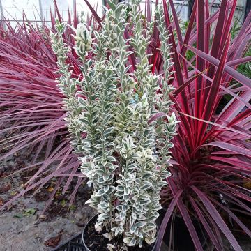 Fusaria giapponese White Spire