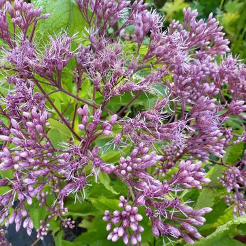 Eupatorium Baby Joe