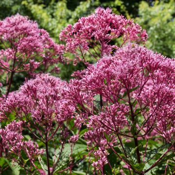 Eupatorium maculatum Atropurpureum