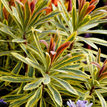 Euphorbia martinii Ascot Rainbow