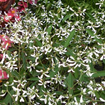 Euphorbia hypericifolia Diamond Frost