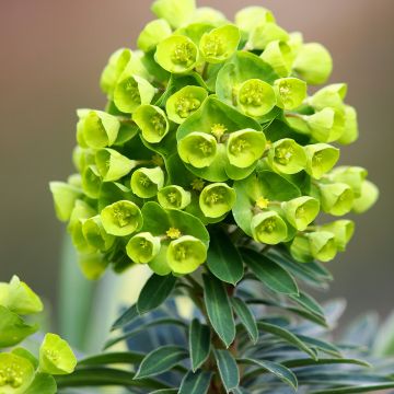 Euphorbia Redwing