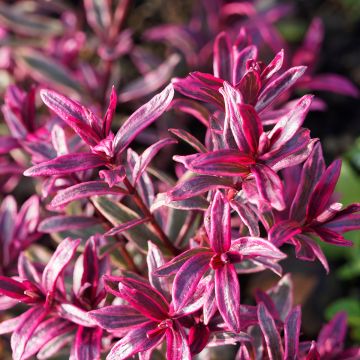 Euphorbia amygdaloïdes Frosted Flame