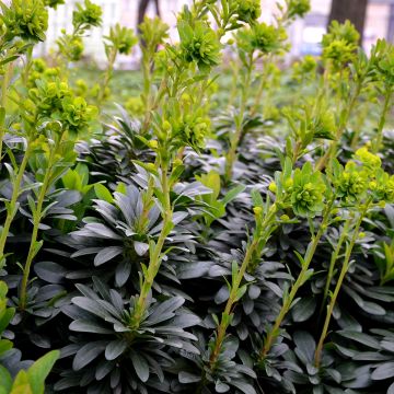 Euphorbia amygdaloïdes var. robbiae