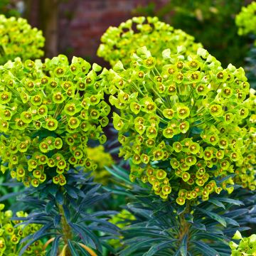 Euphorbia characias ssp. wulfenii