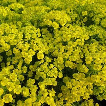 Euphorbia waldsteinii Betten