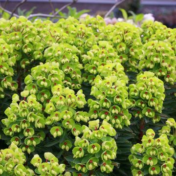 Euphorbia martinii Baby Charm