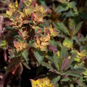 Euphorbia polychroma Purpurea