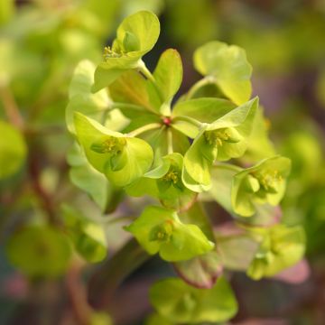 Euphorbia amygdaloïdes var. robbiae Redbud