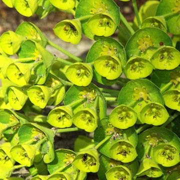 Euphorbia characias Blue Wonder