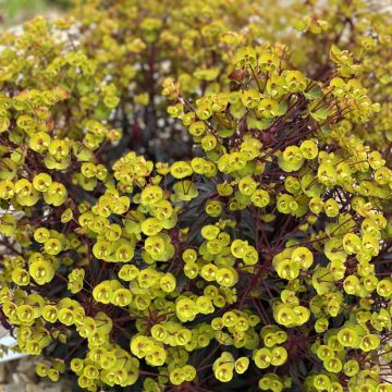 Euphorbia characias Miners Merlot