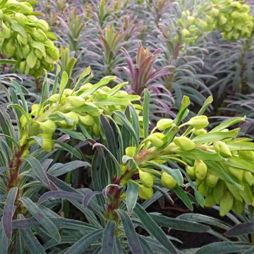 Euphorbia characias Purple and Gold