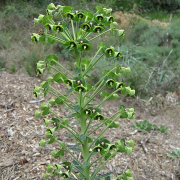 Euphorbia characias subsp. characias