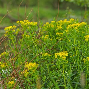 Euphorbia palustris - Euforbia lattaiola