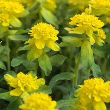 Euphorbia polychroma