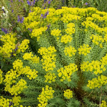 Euphorbia seguieriana subsp. niciciana