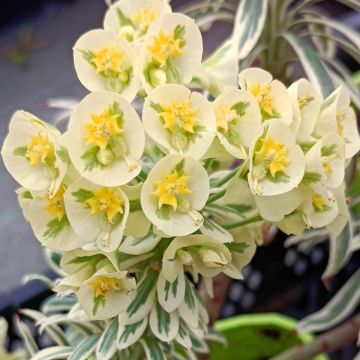 Euphorbia characias Tasmanian tiger