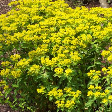 Euphorbia wallichii