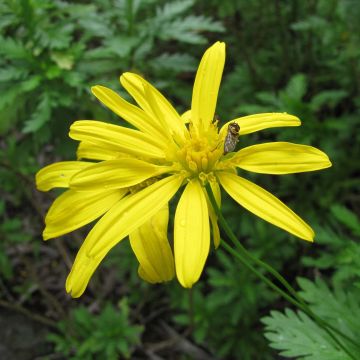 Euryops chrysanthemoides