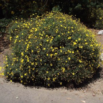 Euryops pectinatus - Margherita gialla