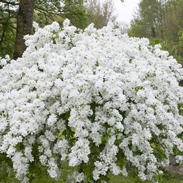 Exochorda racemosa Snow Mountain