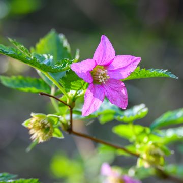 Rubus spectabilis Pacific Rose - Rovo ornamentale