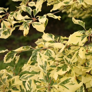 Fagus sylvatica Albomarginata - Faggio variegato