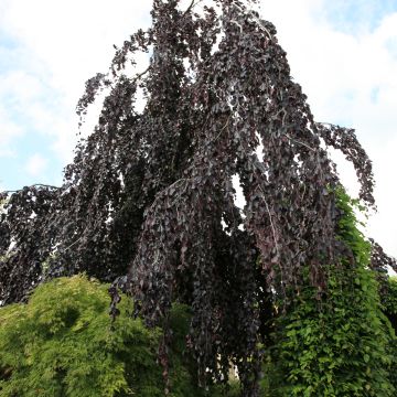 Fagus sylvatica Black Swan - Faggio