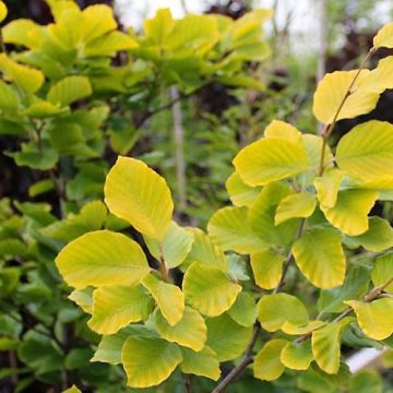 Fagus sylvatica Dawyck Gold - Faggio fastigiato dorato