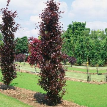 Fagus sylvatica Dawyck Purple - Faggio fastigiato