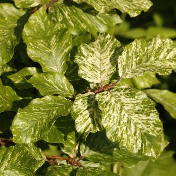 Fagus sylvatica Franken - Faggio nano