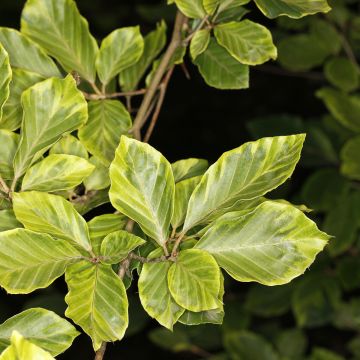 Fagus sylvatica Luteovariegata - Faggio