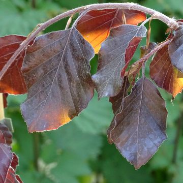 Fagus sylvatica Purple Fountain - Faggio