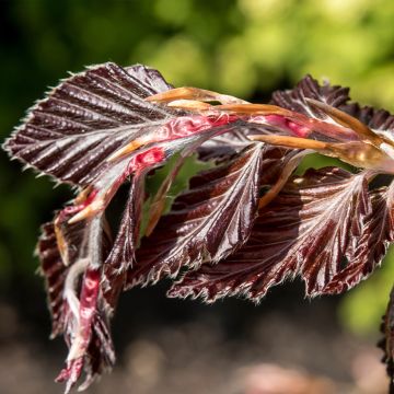 Fagus sylvatica Rohan Minaret - Faggio ramato colonnare