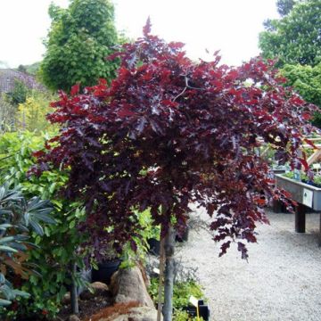 Fagus sylvatica Rohan Weeping - Faggio