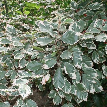 Fagus sylvatica Silbertaler - Faggio