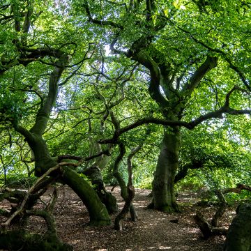 Fagus sylvatica f. suentelensis - Faggio