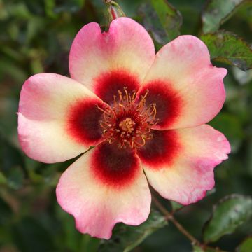 Rosa tappezzante Fancy Babylon Eyes