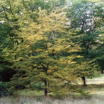 Nothofagus antarctica - Faggio australe