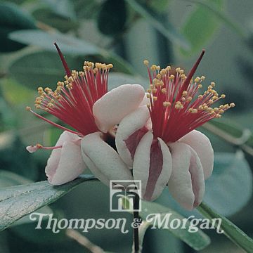 Feijoa sellowiana - Feijoa