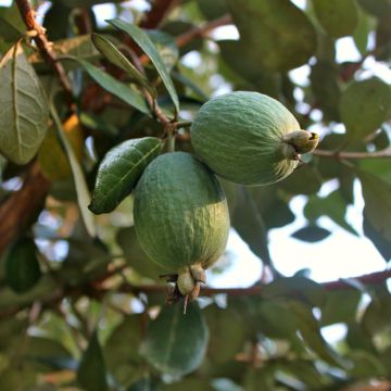 Feijoa Triumph