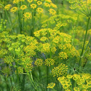 Foeniculum vulgare - Finocchio