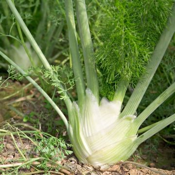 Finocchio Romanesco