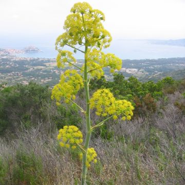 Ferula communis - Finocchiaccio