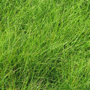 Festuca filiformis - Festuca a foglie capillari