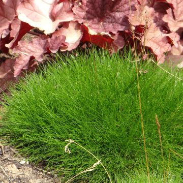 Festuca gautieri