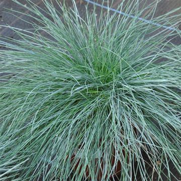 Festuca ovina var. glauca