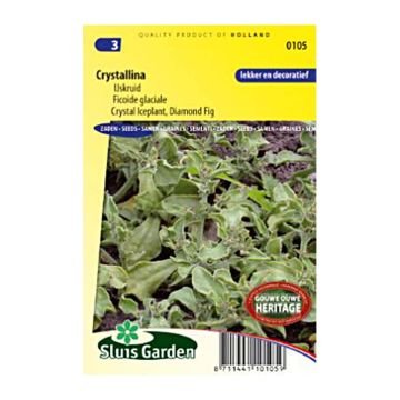 Mesembryanthemum crystallinum - Erba cristallina